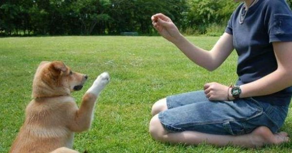 Curso de Adestramento de Cães