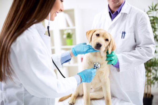 Curso Auxiliar de Veterinário e Pet Shop