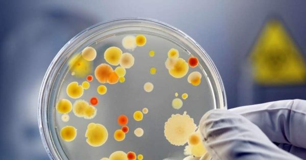 Curso Microbiologia e Imunologia