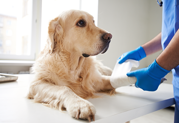 Curso Cuidados Clínicos No Pós Operatório De Cães e Gatos