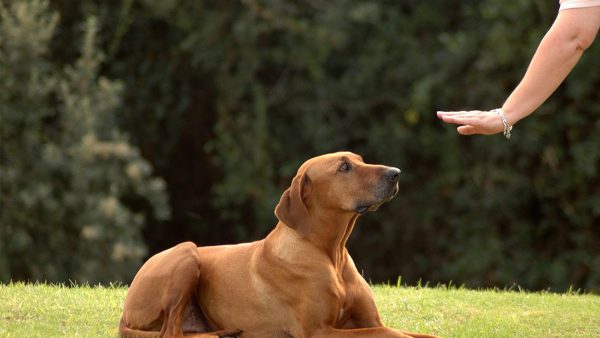 Curso Adestramento de Cães