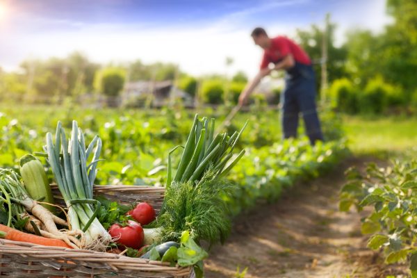 Curso Agricultura Orgânica