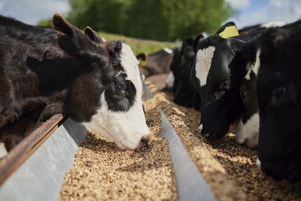 Curso Alimentação Animal Bovino