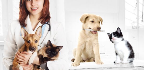 Curso Neurologia para Cães e Gatos