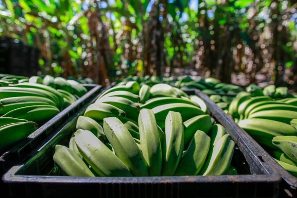 Curso Produção da Banana