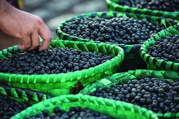 Curso Sistemas de Produção do Açaí